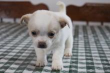 Puppies for sale chihuahua - Luxembourg, Luxembourg