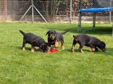 Puppies for sale rottweiler - Kazakhstan, Alma-Ata