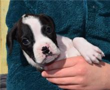 Puppies for sale boxer - USA, Michigan