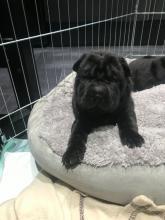 Puppies for sale shar pei - Spain, Cadiz