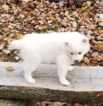 Puppies for sale , a eskimo - Finland, Pori