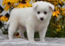 Puppies for sale , a eskimo - Greece, Larissa