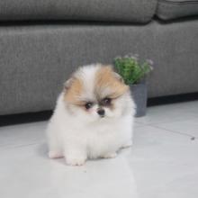 Puppies for sale pomeranian spitz - USA, California, San Jose