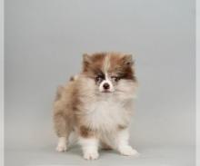 Puppies for sale pomeranian spitz - Canada, Nova Scotia