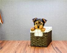 Puppies for sale yorkshire terrier - Turkmenistan, Ashgabat