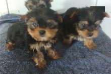 Puppies for sale yorkshire terrier - France, On