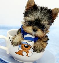 Puppies for sale yorkshire terrier - Ukraine, Kiev