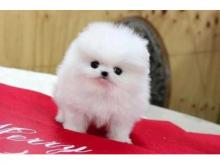 Puppies for sale pomeranian spitz - Poland, Rzeszow