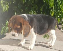 Puppies for sale beagle - Canada, Manitoba