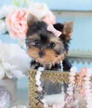 Puppies for sale yorkshire terrier - Canada, Alberta, Edmonton