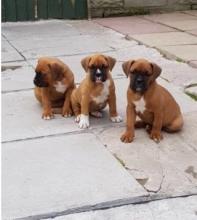 Puppies for sale boxer - Germany, Baden-Baden