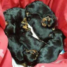 Puppies for sale , yorkie - Ireland, silgo