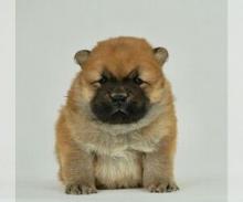 Puppies for sale chow chow - Canada, Alberta