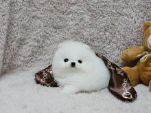 Puppies for sale pomeranian spitz - USA, New Mexico