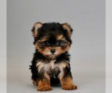 Puppies for sale yorkshire terrier - Canada, Alberta, Calgary