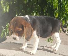 Puppies for sale beagle - Germany, Yen