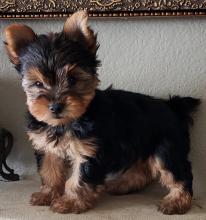 Puppies for sale yorkshire terrier - Poland, Plock