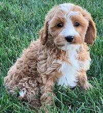 Puppies for sale ,  cockapoo - Ukraine, Luck