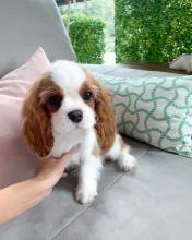 Puppies for sale king charles spaniel - Ireland, Dublin