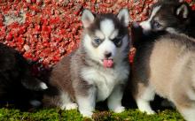 Puppies for sale haski - United Kingdom, Dover