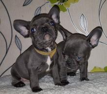 Puppies for sale french bulldog - Belarus, Brest