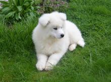 Puppies for sale samoyed dog (samoyed) - Latvia, Preili