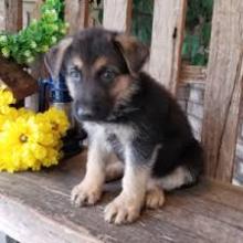 Puppies for sale german shepherd dog - Poland, Radom