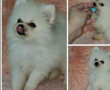 Puppies for sale , pomeranian - Greece, LOANNINA