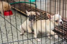 Puppies for sale french bulldog - Czech Republic, Prague