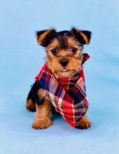 Puppies for sale yorkshire terrier - USA, Texas. Price 500 $