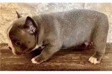 Puppies for sale french bulldog - Ukraine, Dnipropetrovsk