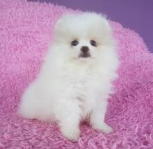 Puppies for sale pomeranian spitz - Latvia, Aluksne