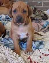 Puppies for sale rhodesian ridgeback - Romania, Bucharest