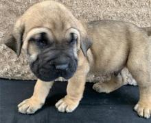 Puppies for sale , cane corso - Germany, Gera