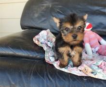 Puppies for sale yorkshire terrier - Latvia, Daugavpils