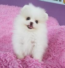 Puppies for sale pomeranian spitz - Latvia, Kraslava