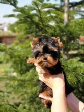 Puppies for sale yorkshire terrier - Denmark, Odense