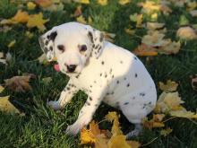 Puppies for sale , dalmatian - Belgium, Bruges