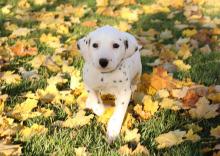 Puppies for sale , dalmatian - Greece, Heraklion