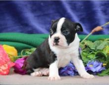 Puppies for sale boston terrier - Belgium, Bruges