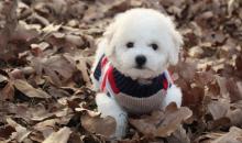 Puppies for sale bichon - Sweden, Norcheping. Price 10 $