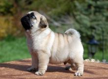 Puppies for sale pug - Netherlands, Borne