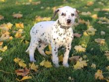 Puppies for sale , dalmatian - Lithuania, Kelme