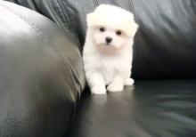 Puppies for sale maltese - Belgium, Brussels. Price 11 €