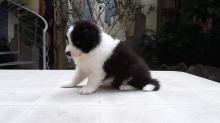 Puppies for sale border collie - Romania, Bucharest