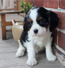 Puppies for sale king charles spaniel - Romania, Constanta