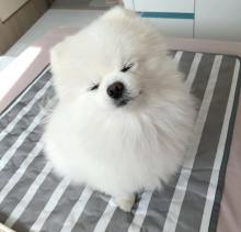 Puppies for sale , pomeranian - Netherlands, Borne