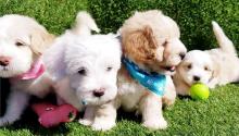 Puppies for sale , maltipoo - Armenia, Gyumri