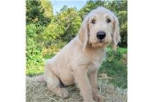 Puppies for sale other breed, labradoodle ppupies - Spain, Oviedo