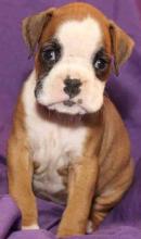 Puppies for sale boxer - Ukraine, Kirovograd